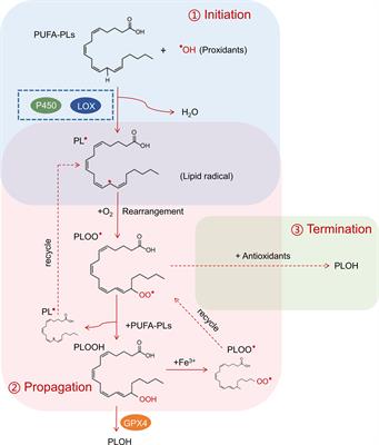 Lipid peroxidation of immune cells in cancer